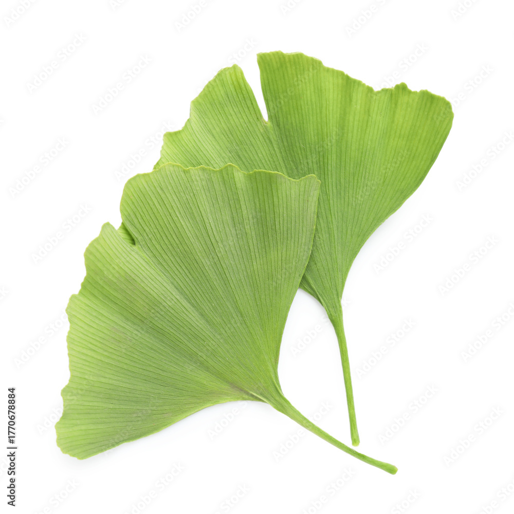Fototapeta premium Two ginkgo biloba leaves isolated on white