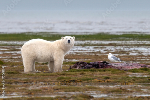 Polar bear and seagull on a rocky shoreline with sparse grass and an animal cadaver Hudson Bay, Churchill, Manitoba, Canada