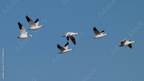 Flock of white birds with black wingtips flying in a clear blue sky. Cross Lake, Manitoba, Canada