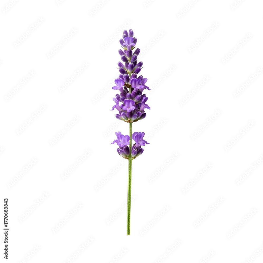 Naklejka premium Detailed purple lavender flower stalk, isolated vertically on a transparent PNG background