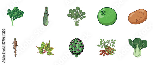 Various vegetables and herbs illustration: cabbage, ginseng, artichoke, potato, goji berry