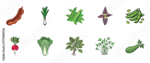 Collection of various vegetables: sausage, scallions, peas, radish, lettuce, choy sum, mint, pea shoots, okra, zucchini