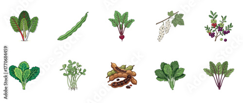 Colorful variety of vegetables and herbs on white background