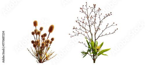 Set of Salsola tragus and Haloxylon ammodendron plants in frontal view, isolated on a transparent background,grass and flowers