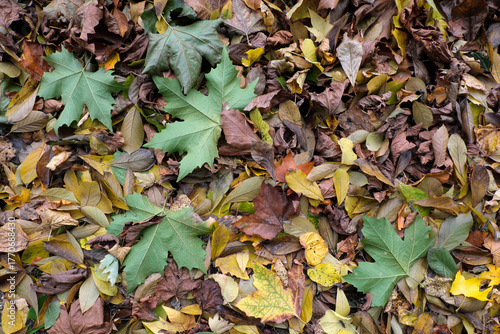Laub im Herbst für Hintergrund - Stockfoto