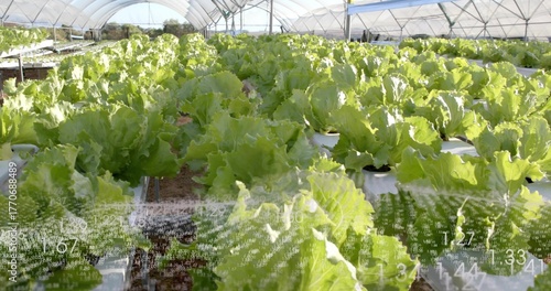 Showing hydroponic troughs growing lettuce inside greenhouse, with gravel paths and metal arches