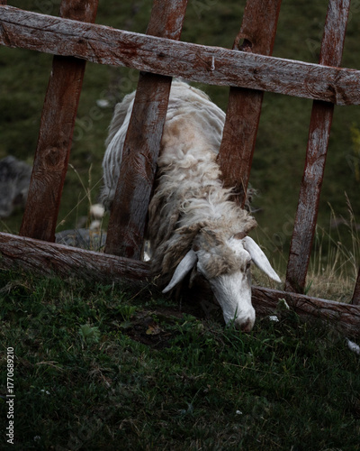 sheep on peak of the balkans trail in Albania