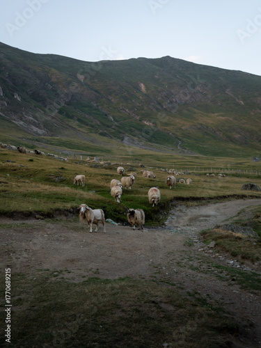 sheep on peak of the balkans trail in Albania