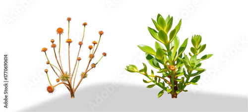 grass isolated on white background