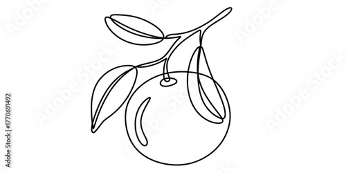 Minimalist continuous line drawing of a fruit branch with leaves and one fruit vector