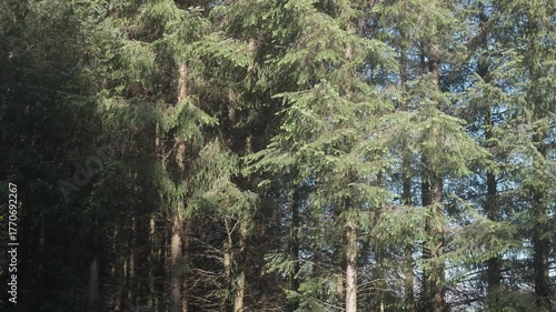 Observing tall evergreen trees in morning sunlight at the forest edge on a sunny day.
