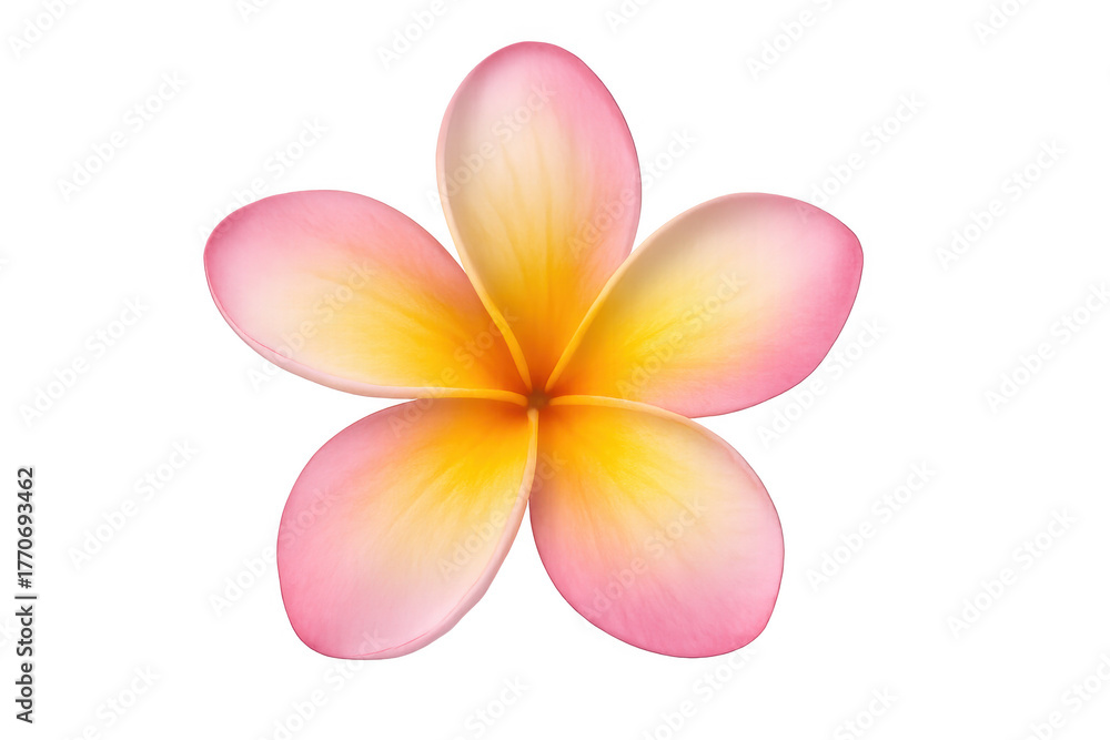 Fototapeta premium Frangipani flower featuring pink and yellow petals, blooming with a transparent background, representing summer, holidays, and spa