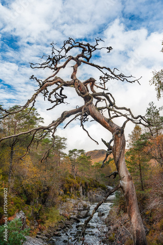 Toter Baum am River Affric bei den Dog Falls im Glen Affric im schottischen Hochland
