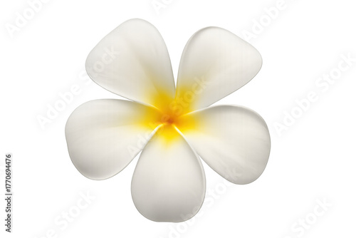 Plumeria flower with white petals and yellow center, tropical bloom for hawaiian wellness and spa concepts, transparent background