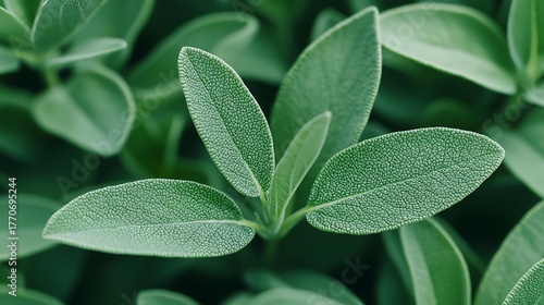 A close-up view of vibrant green leaves showcasing intricate textures and patterns, highlighting the beauty of nature.