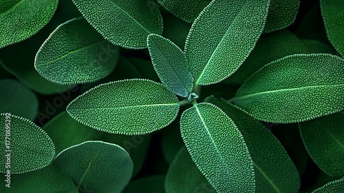 A close-up view of green leaves showcasing their intricate textures and patterns, highlighting the beauty of nature.
