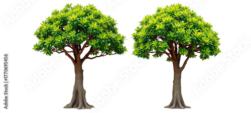 Set of highly detailed Euphorbia mellifera and Cassia javanica frontal street trees with intricate textures and lush green foliage isolated on a transparent backgroundtree isolated on white background