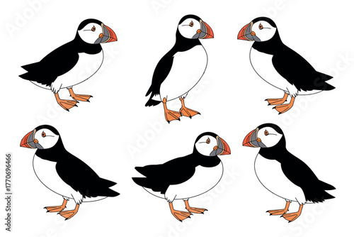 A group of six puffins stand in a line against a white background.