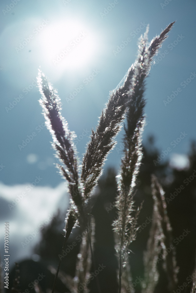 Obraz premium frost on branches