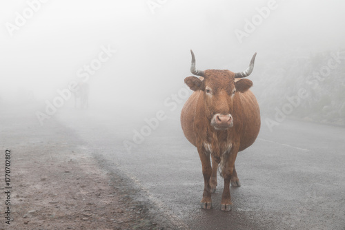 Cow in foggy mountain landscape, Madeira