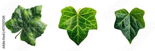 Three detailed green ivy leaves with visible veins isolated on a transparent background