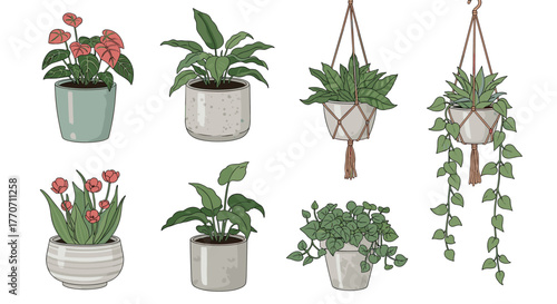 A stylish collection of diverse potted and hanging houseplants, featuring detailed illustrations of various foliage, flowers, and macrame hangers.