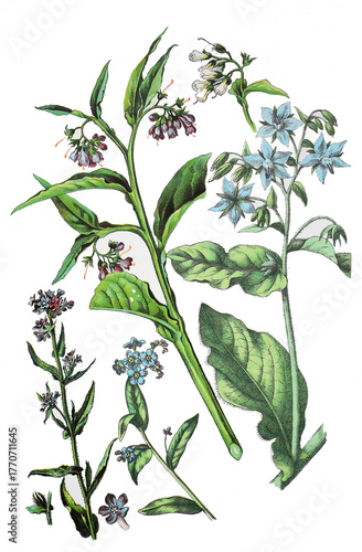 Gemeine Ochsenzunge, Anchusa officinalis (links), Sumpf-Vergissmeinnicht, Myosotis scorpioides (2. von links), Beinwell, Symphytum officinale, Borretsch, Boretsch, Borago officinalis (rechts)
