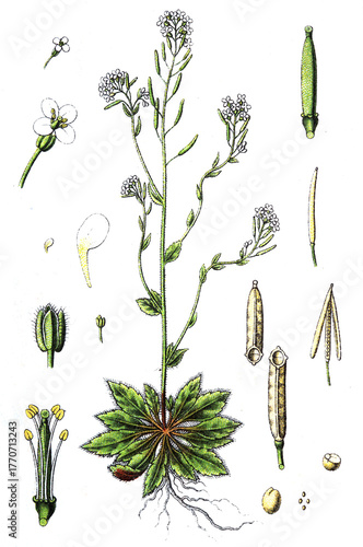 Arabidopsis thaliana, Acker-Schmalwand, auch Schotenkresse oder Gaenserauke