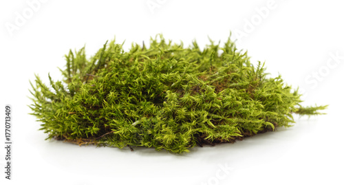 Pile of green forest moss isolated on white background.