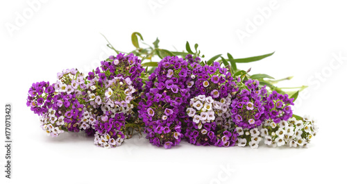 Purple and white alyssum flowers.