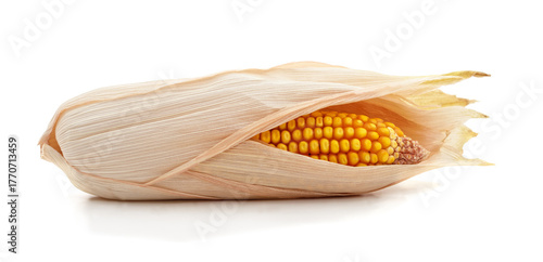 Fresh corn cob in dry husk isolated on white background.