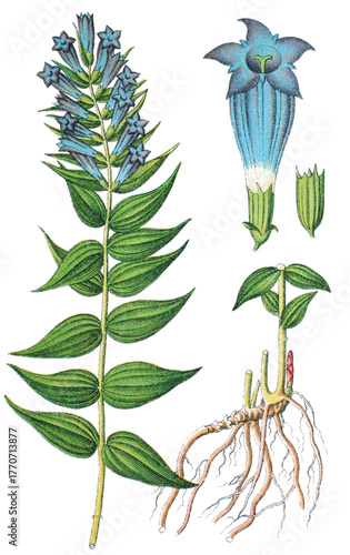 Slika na platnu Schwalbenwurz-Enzian Gentiana asclepiade