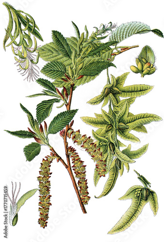 Hainbuche Carpinus betulus, auch Weissbuche oder Hagebuche