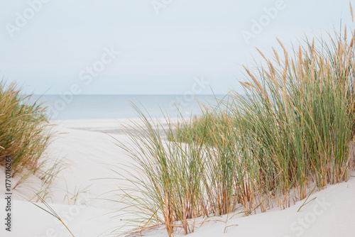 Fototapeta Naklejka Na Ścianę i Meble -  Peaceful Nature Scene at Wydma Łącka Sand Dunes, Poland