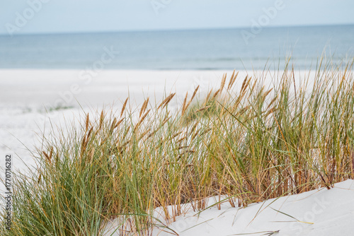 Fototapeta Naklejka Na Ścianę i Meble -  Peaceful Nature Scene at Wydma Łącka Sand Dunes, Poland