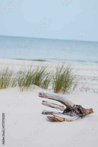 Fototapeta Naklejka Na Ścianę i Meble -  Sandy Path through Wydma Łącka Dune in Northern Poland