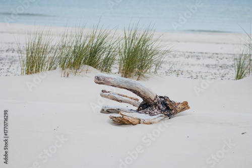 Fototapeta Naklejka Na Ścianę i Meble -  Sandy Path through Wydma Łącka Dune in Northern Poland
