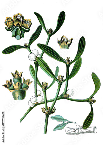 Mistel, Viscum album