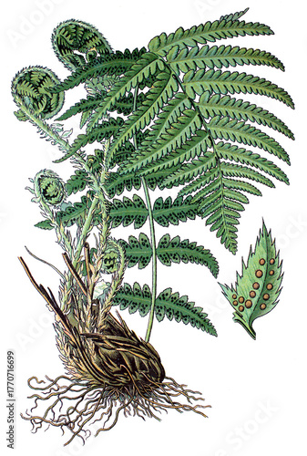 Wurmfarn, Dryopteris filix-mas