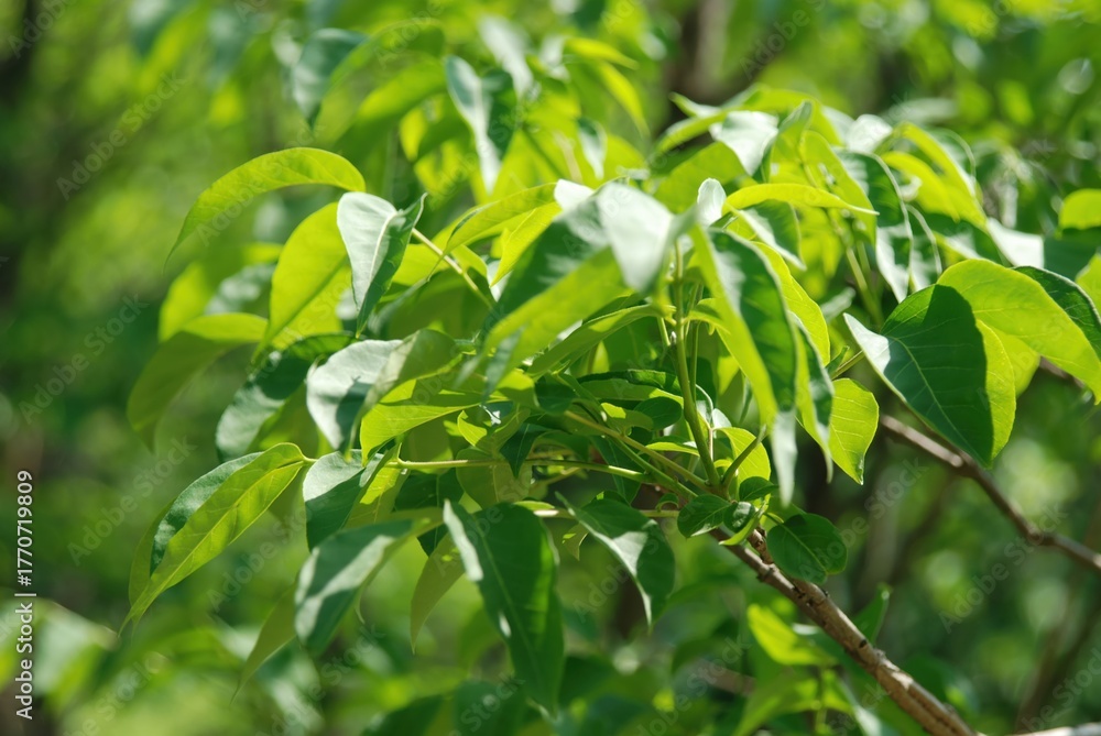 Obraz premium Tetradium daniellii, a deciduous tree of the Rutaceae family, produces nectar-rich white flowers in summer and red fruits in autumn. Photographed in Korea.