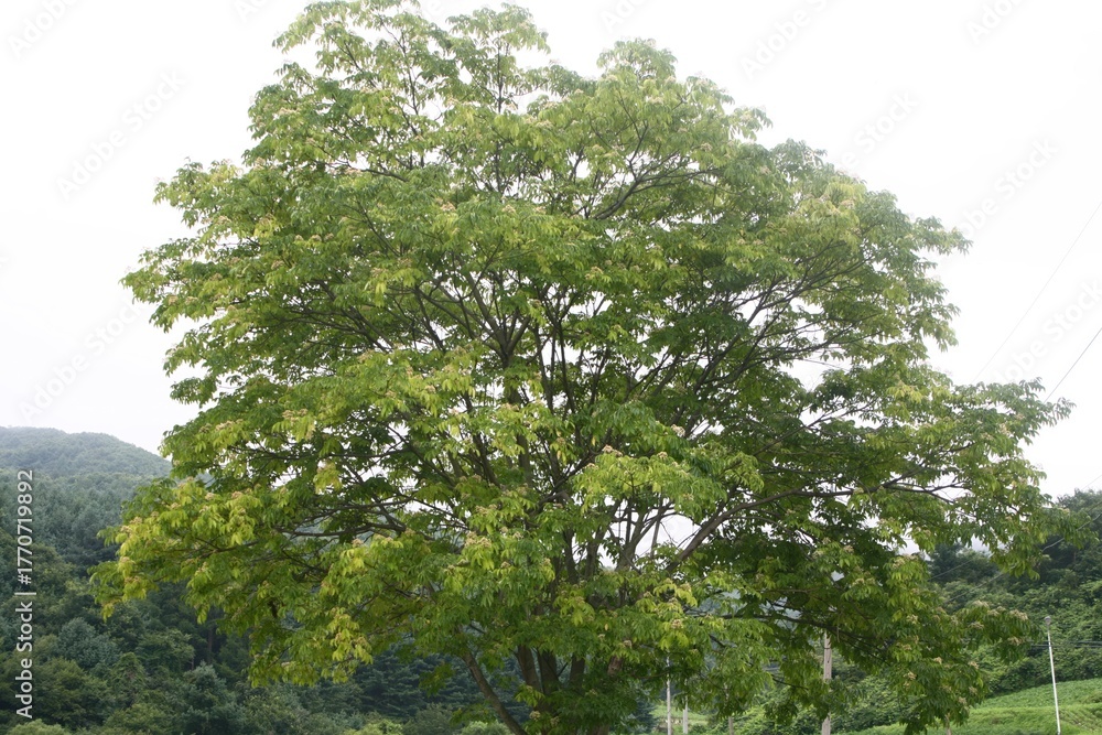 Fototapeta premium Tetradium daniellii, a deciduous tree of the Rutaceae family, produces nectar-rich white flowers in summer and red fruits in autumn. Photographed in Korea.