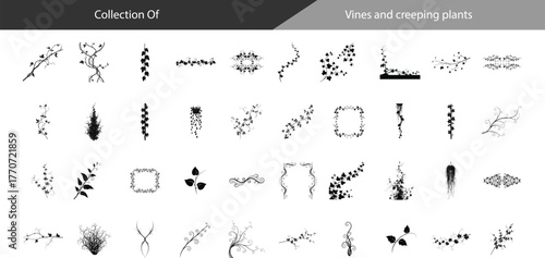 Collection of Vines, Creeping Plants, Foliage, Botanical Collection, Line Art, Black and White Bundle and illustration