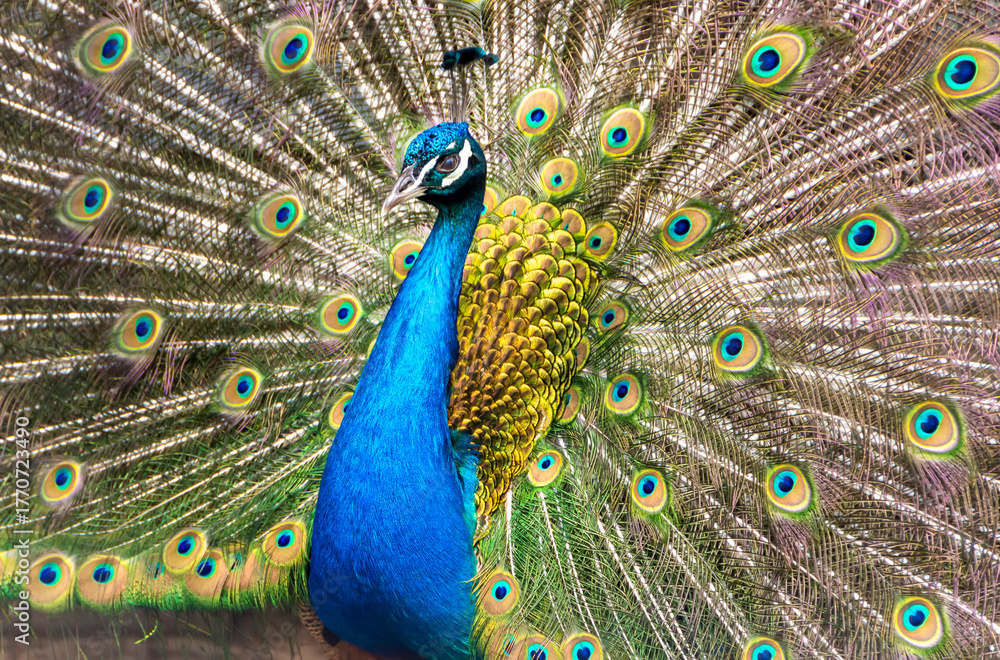 Obraz premium Male peacock with beautiful feathers close-up
