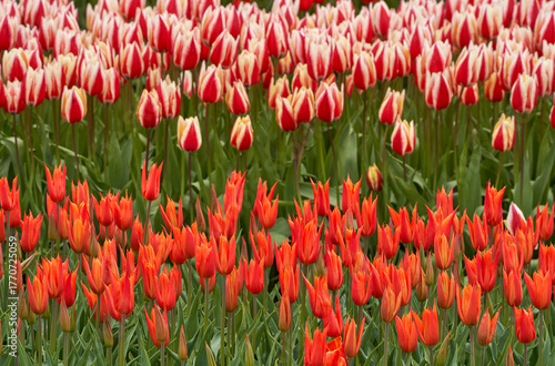 Mixture of colors in the blooming tulips fields    