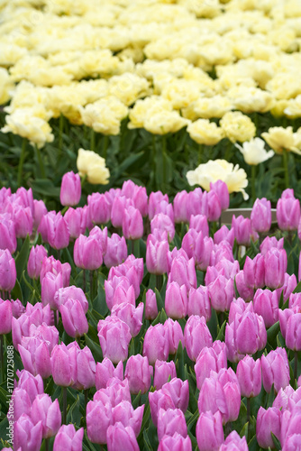 Mixture of colors in the blooming tulips fields    