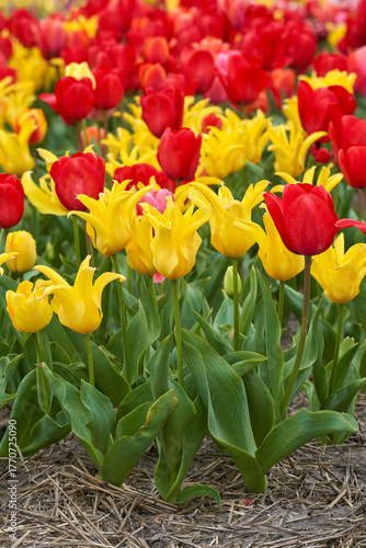 Mixture of colors in the blooming tulips fields    