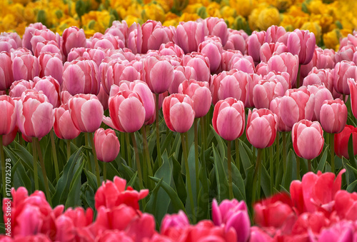 Mixture of colors in the blooming tulips fields    