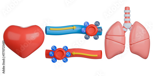 3D medical illustration of pulmonary circulation, shows deoxygenated blood cell traveling from the heart to the lungs for gas exchange.