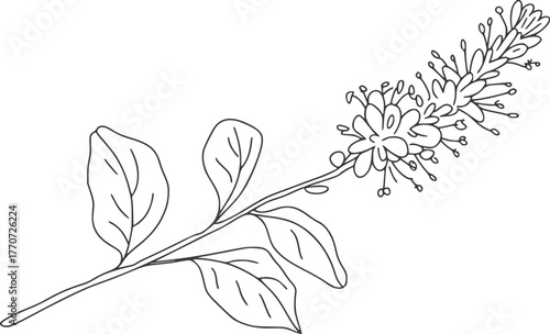 Delicate black line drawing of a flowering branch black and white botanical