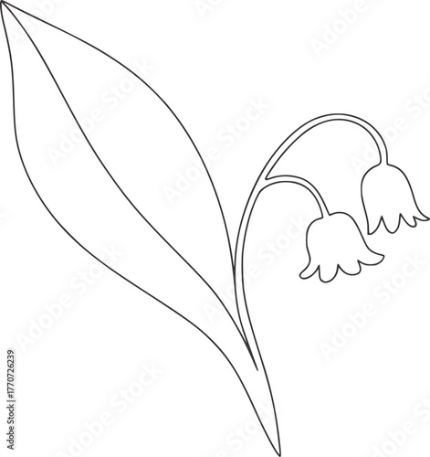 Delicate lily of the valley flower with curving stems and bell shaped blossoms botanical